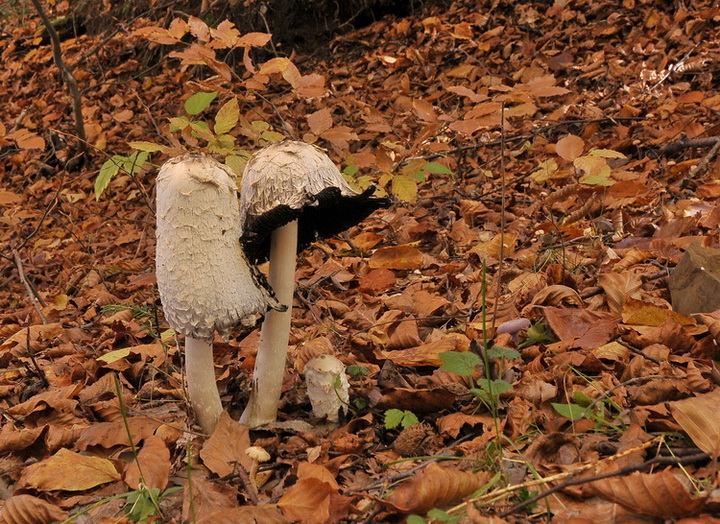 Coprinus comatus